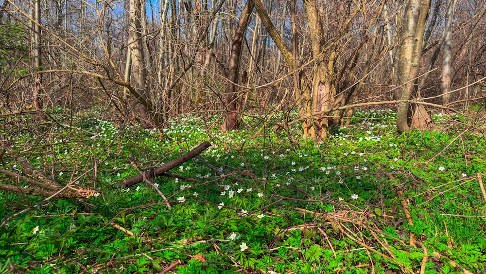 a forest filled with lots of green plants and trees