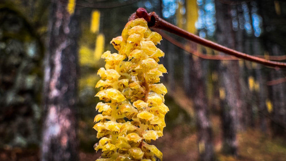 a close up of a yellow flower in a forest