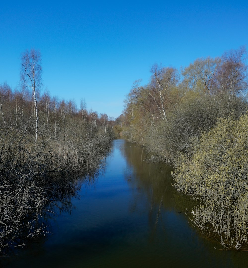 uno specchio d'acqua circondato da alberi e cespugli