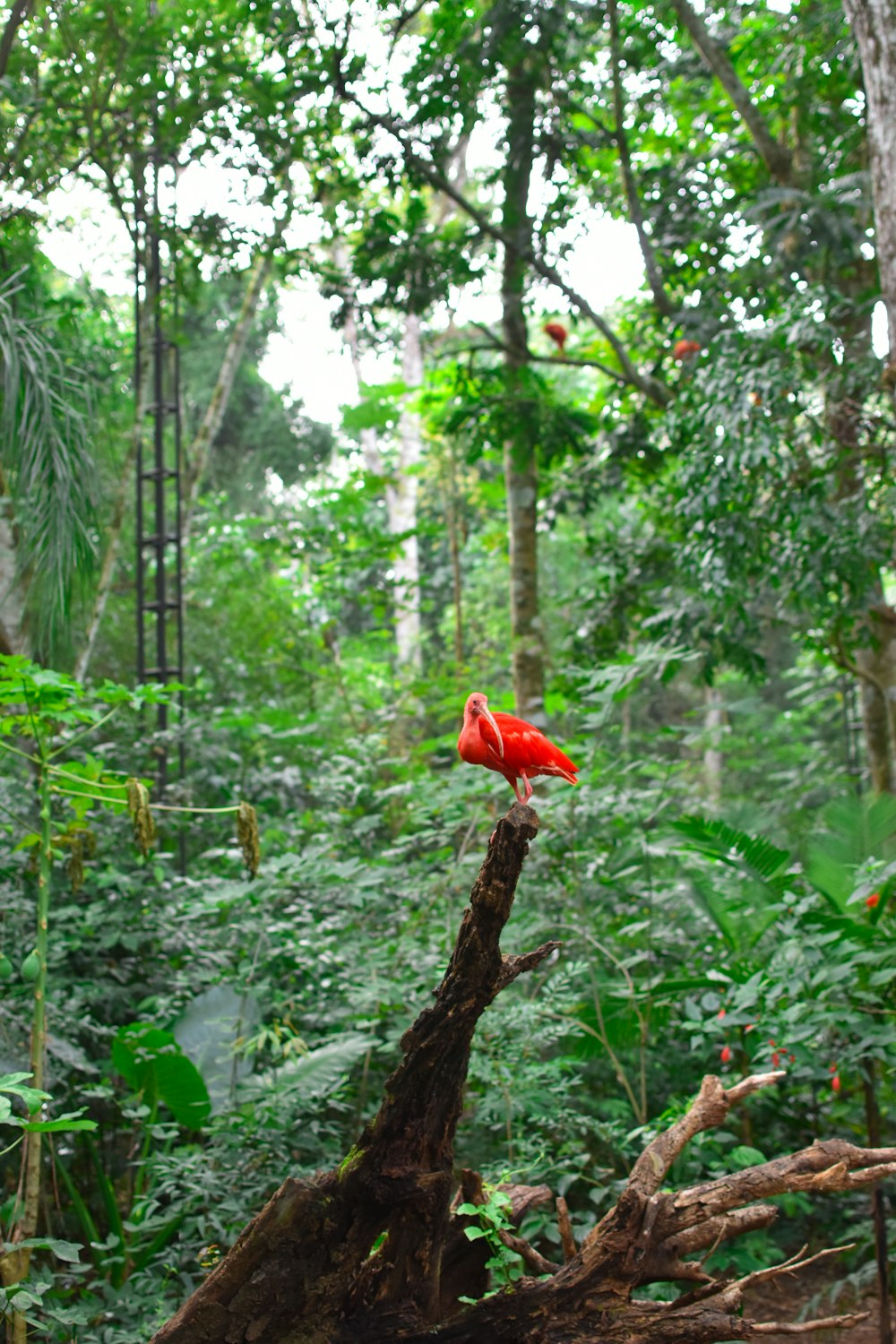 a red bird sitting on top of a tree branch