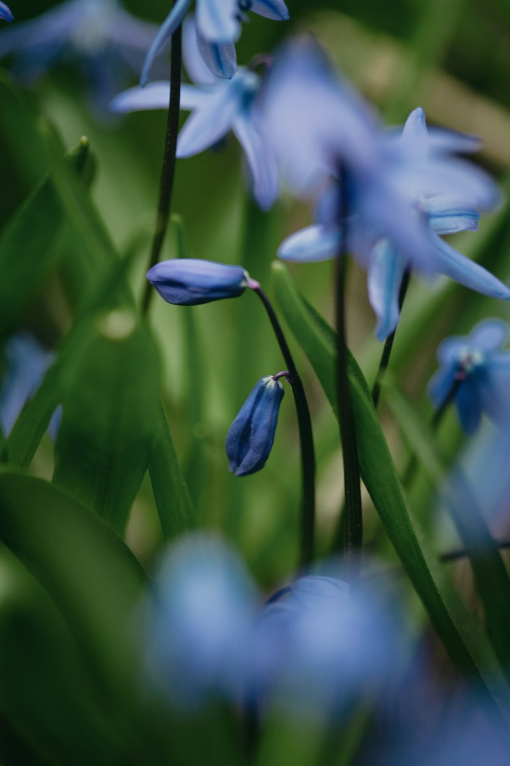 a bunch of blue flowers that are in the grass