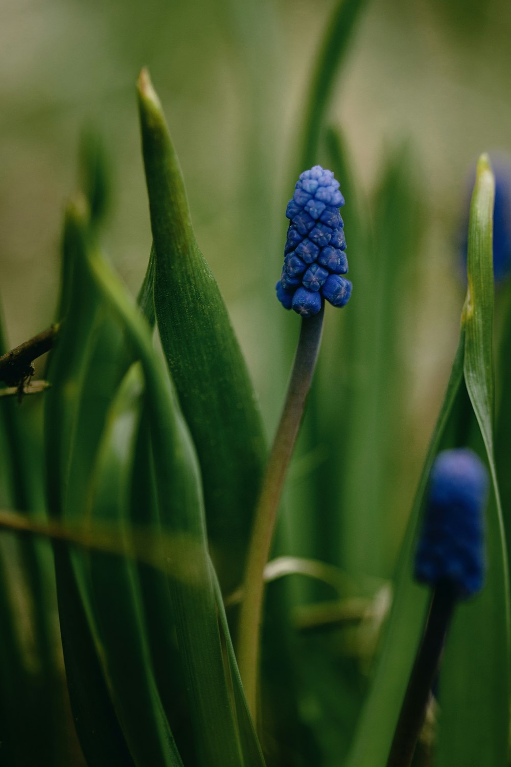 a close up of a blue flower with green leaves