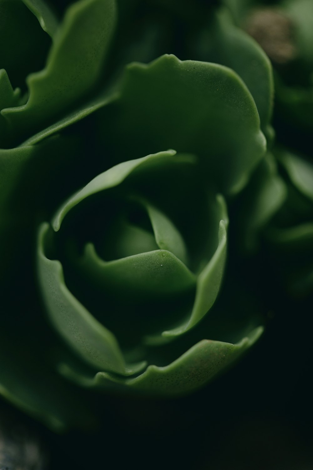 a close up of a green flower on a table
