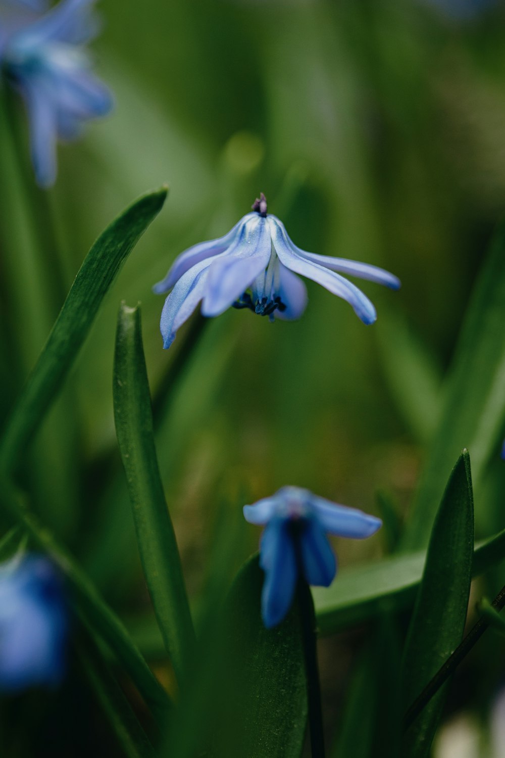 a group of blue flowers with green stems