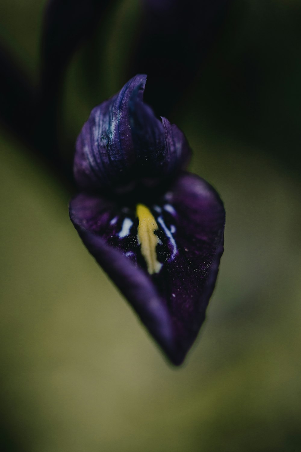 a close up of a purple flower with yellow stamen