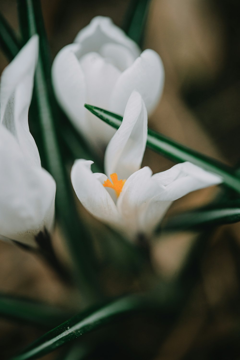 a close up of some white flowers with green stems