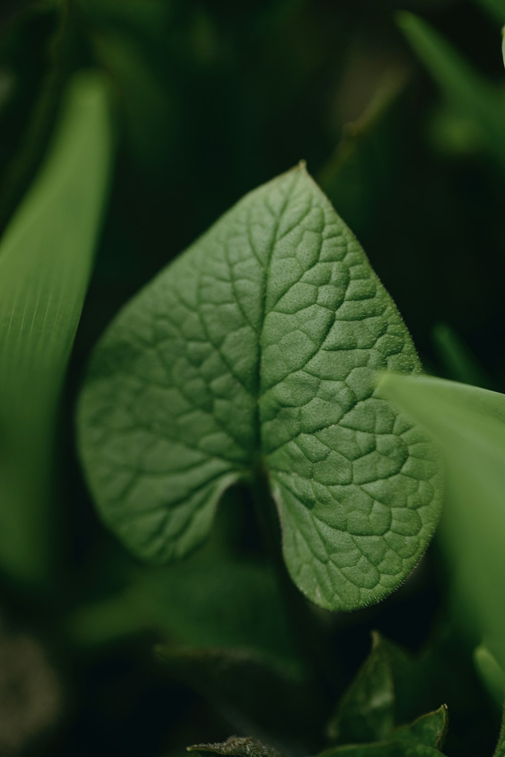 a close up of a green leaf on a plant