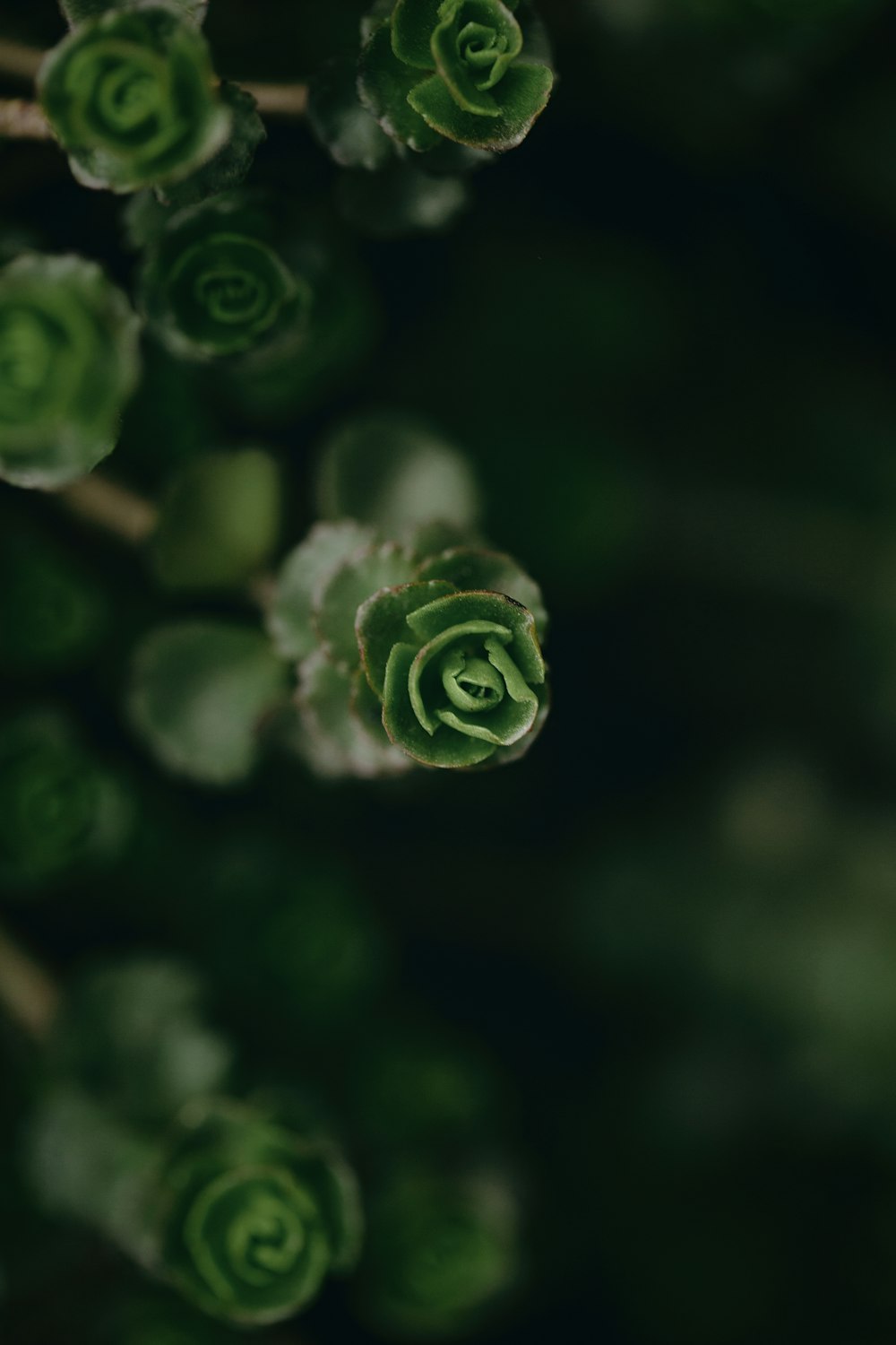 a close up of a plant with green leaves