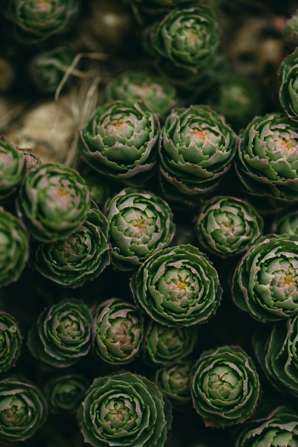 a bunch of green flowers sitting next to each other