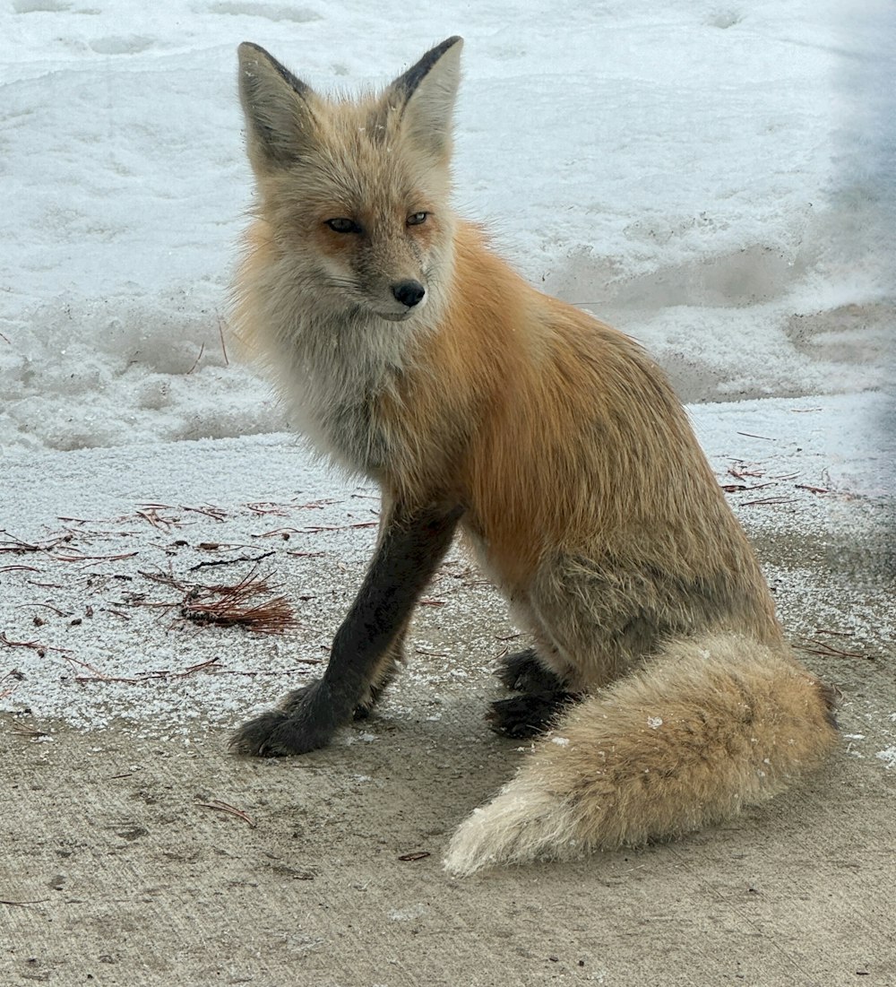 a red fox sitting on top of a sandy beach