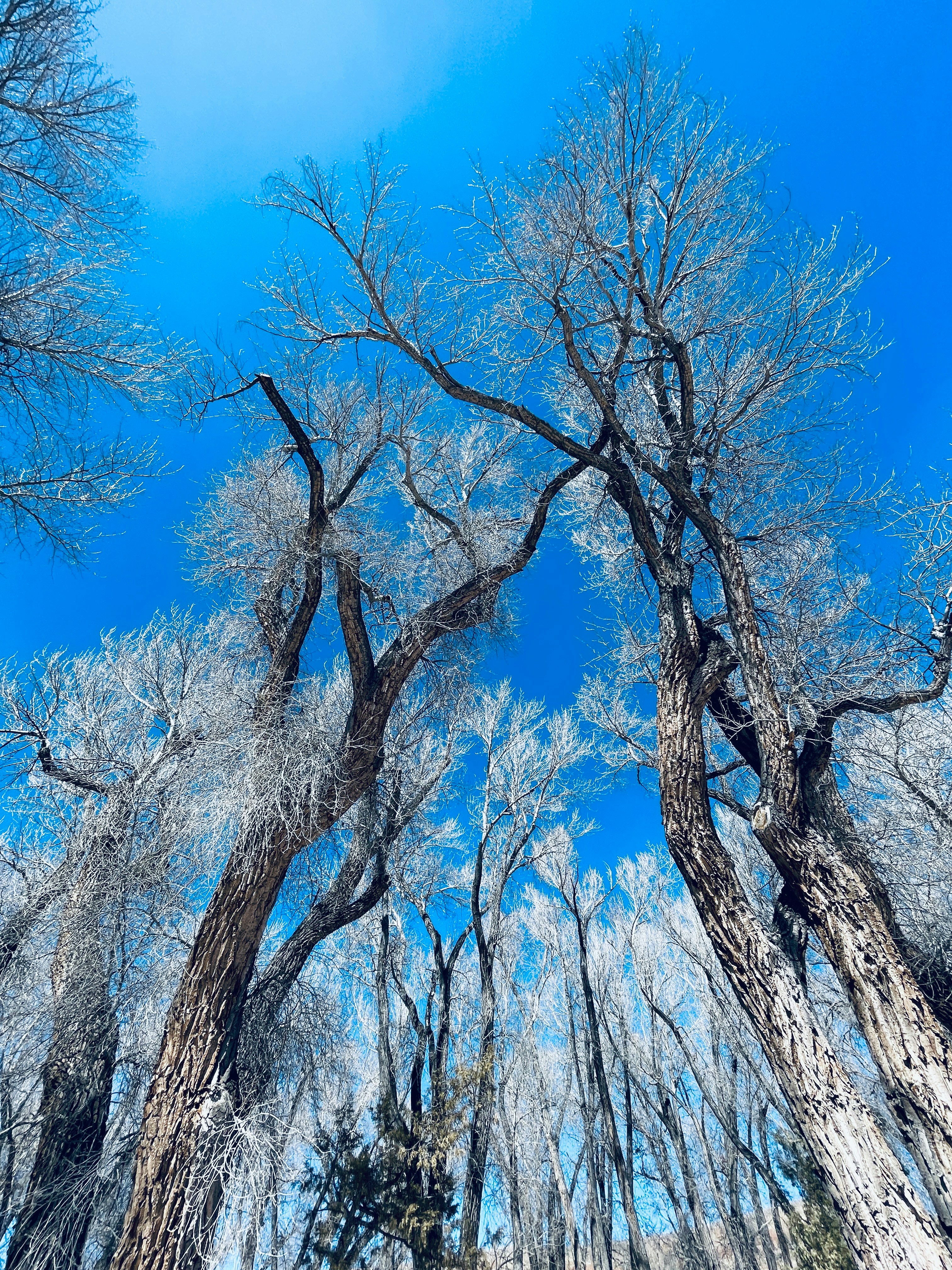 a group of trees that are standing in the snow