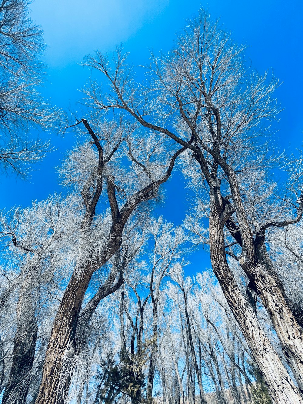 a group of trees that are standing in the snow