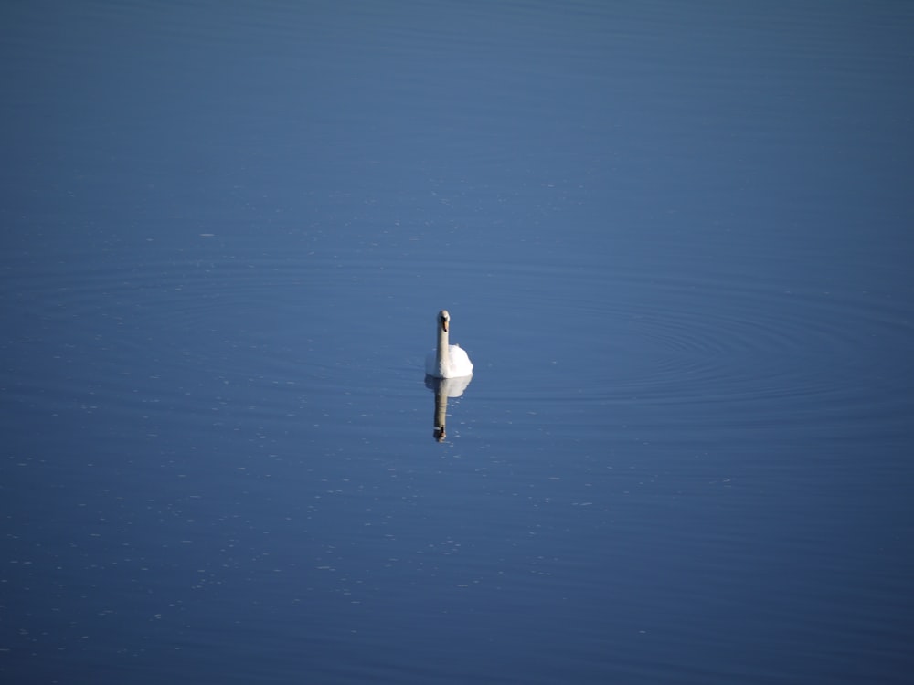 a white swan floating on top of a body of water