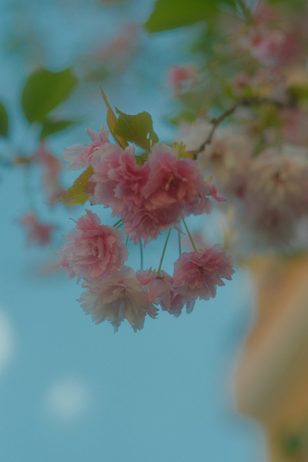 pink flowers are hanging from a tree branch