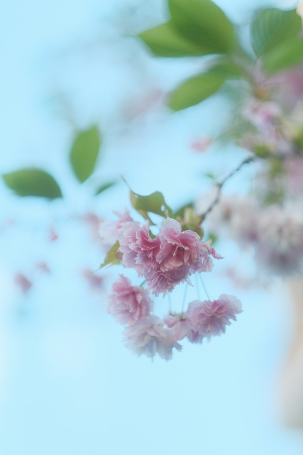 a branch with pink flowers and green leaves