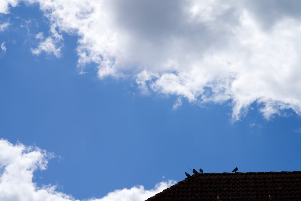 a group of birds sitting on top of a roof