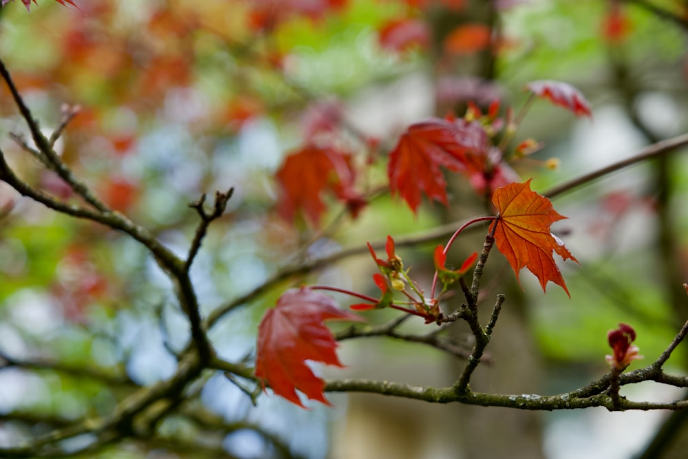 a tree with red leaves and green leaves