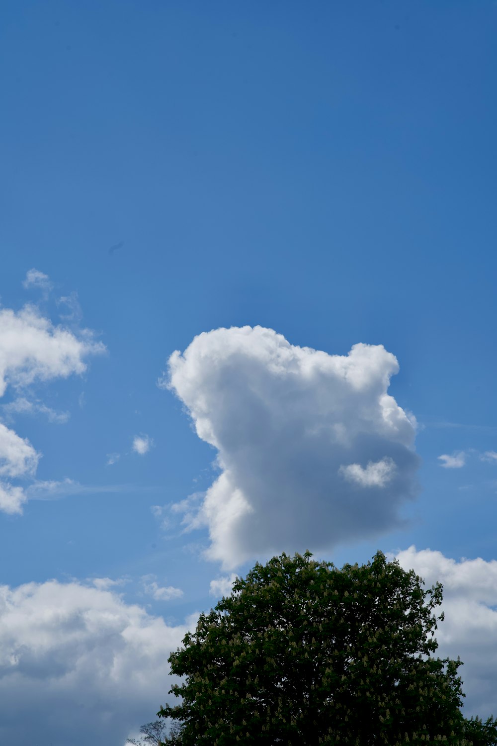 a large cloud is in the sky above a tree