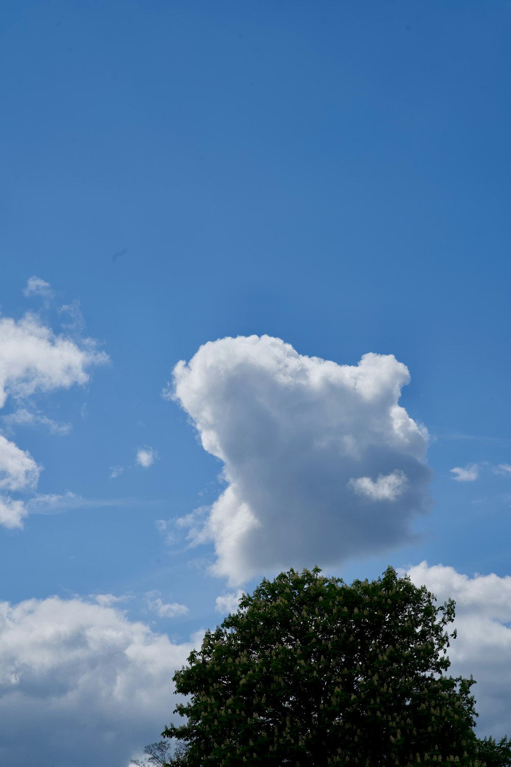 Una gran nube está en el cielo sobre un árbol