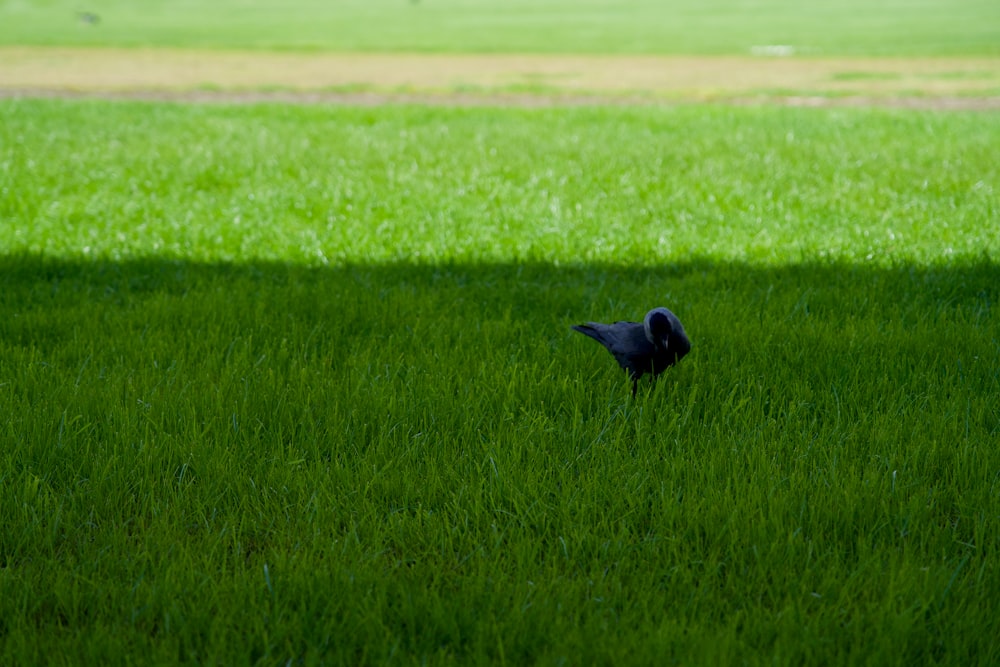 a small bird standing in the middle of a grassy field