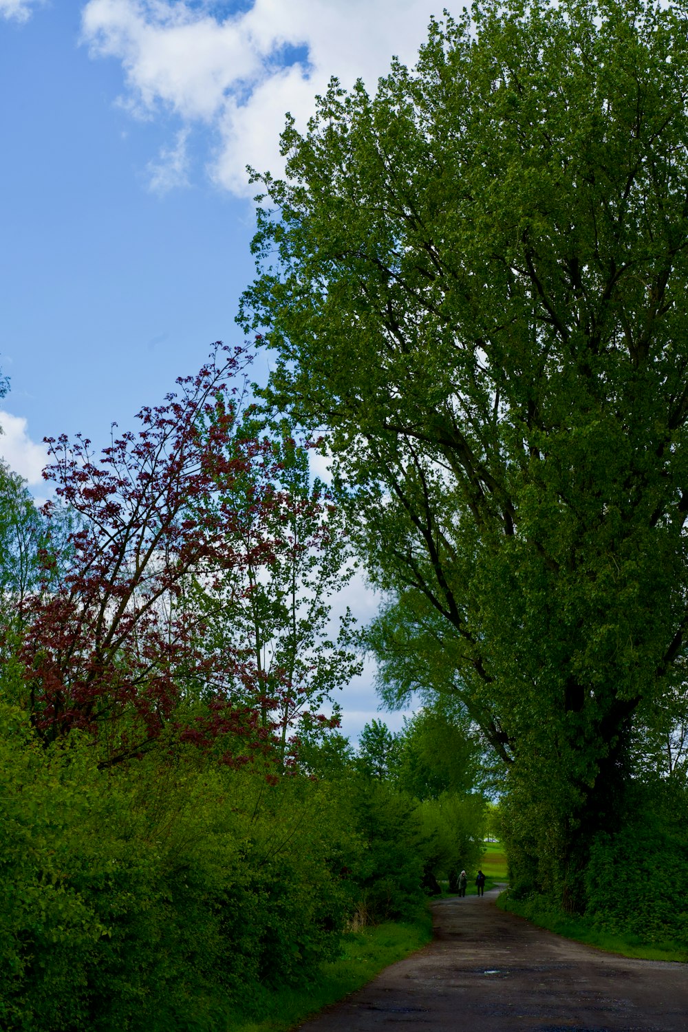 a dirt road surrounded by lush green trees