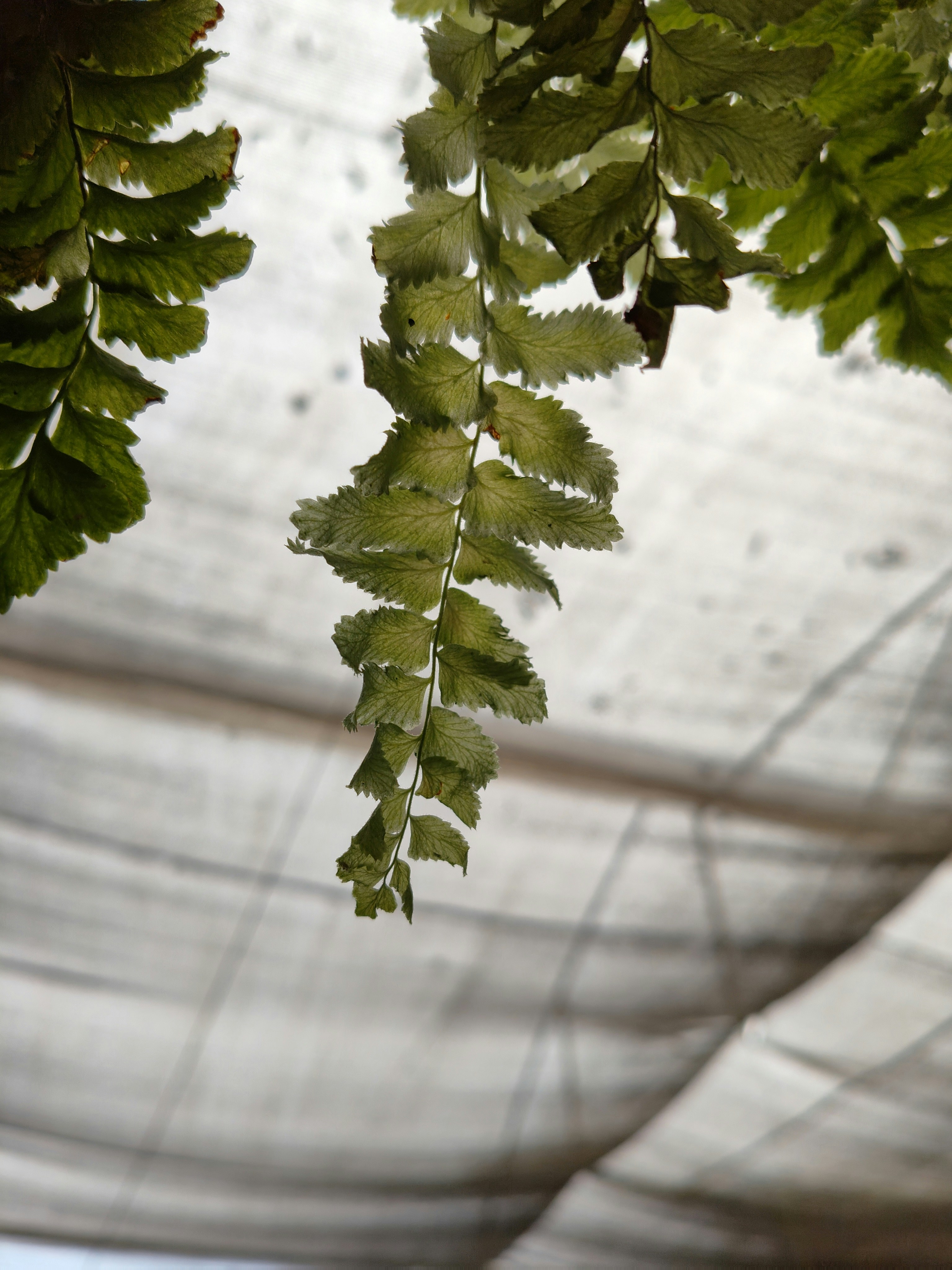 a close up of a leafy plant hanging from a ceiling