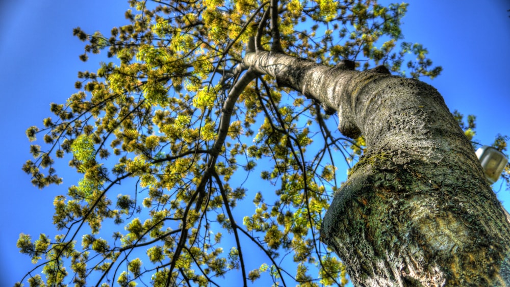 a tall tree with lots of green leaves