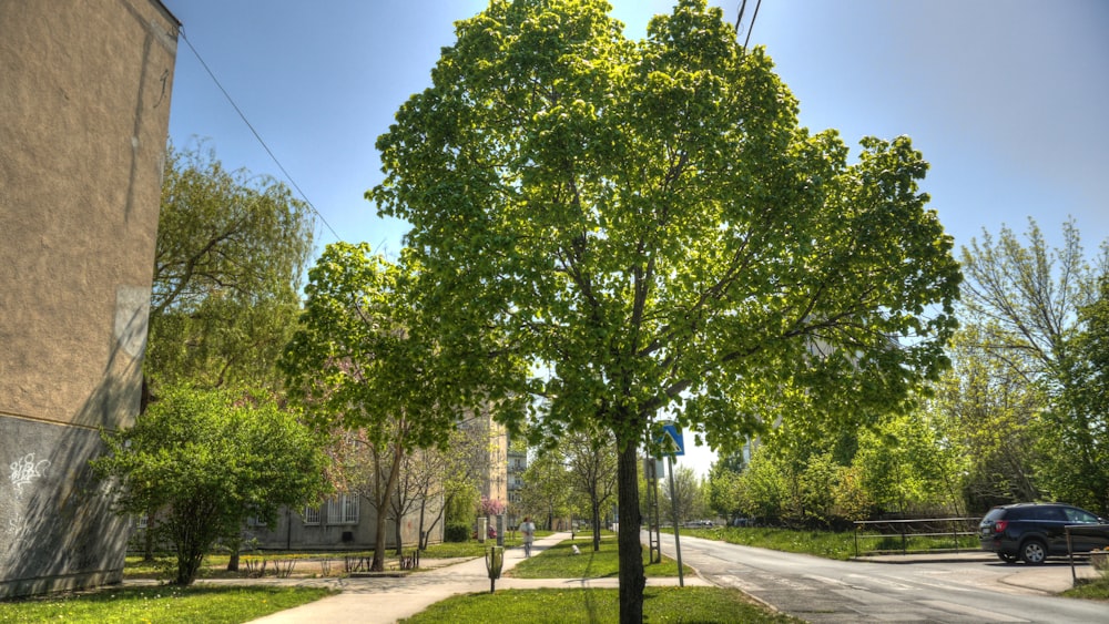 a tree on the side of a road