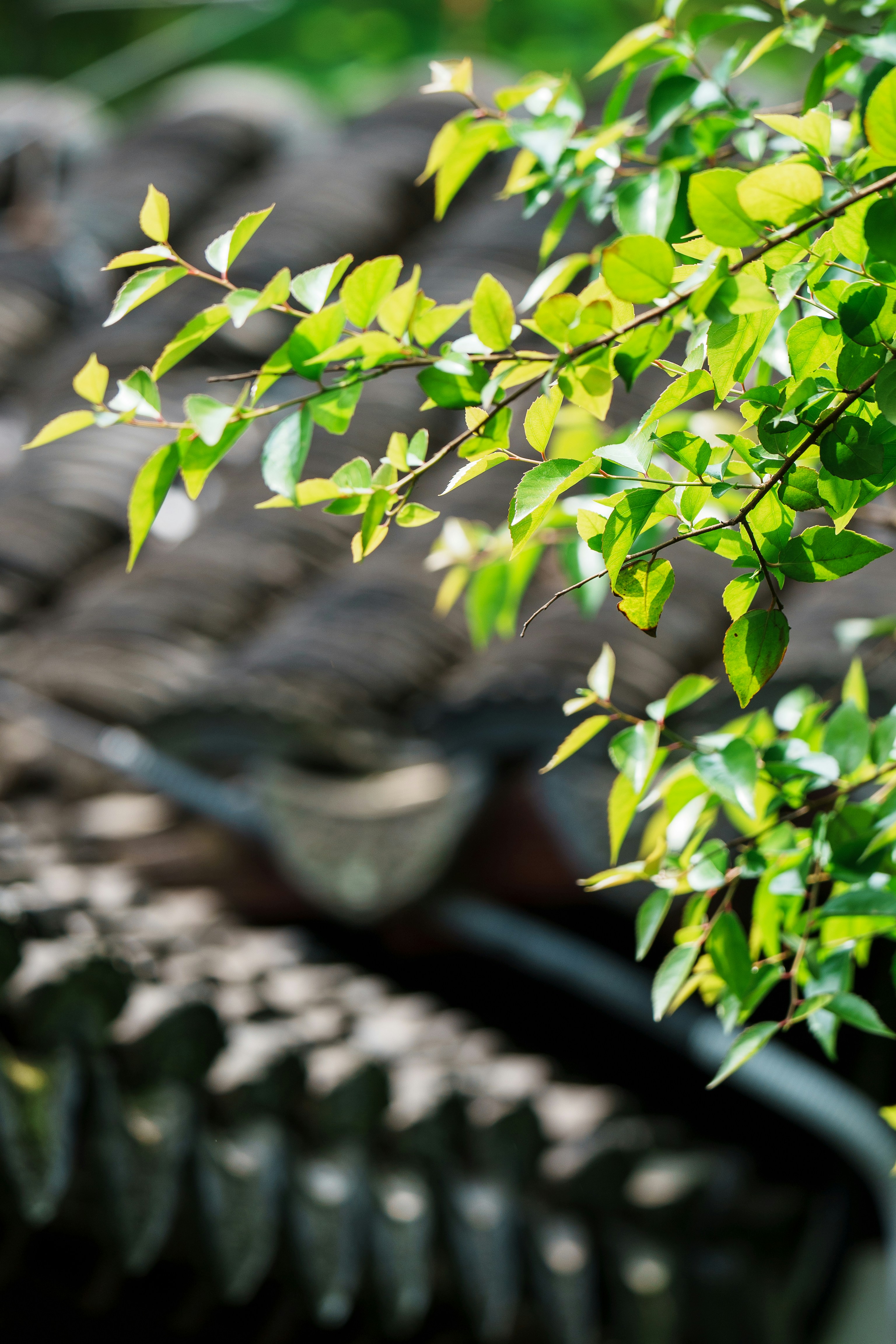 gros plan d’un arbre près d’un pneu