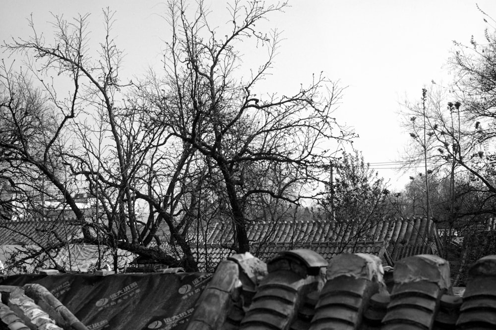 a black and white photo of a tree and a roof