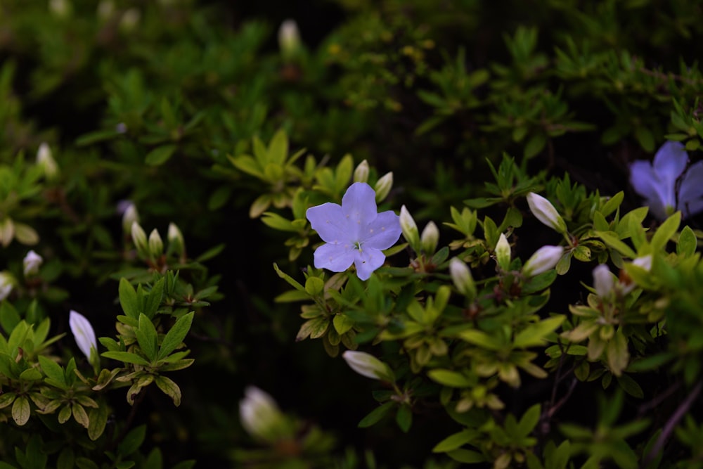 a close up of a purple flower on a bush
