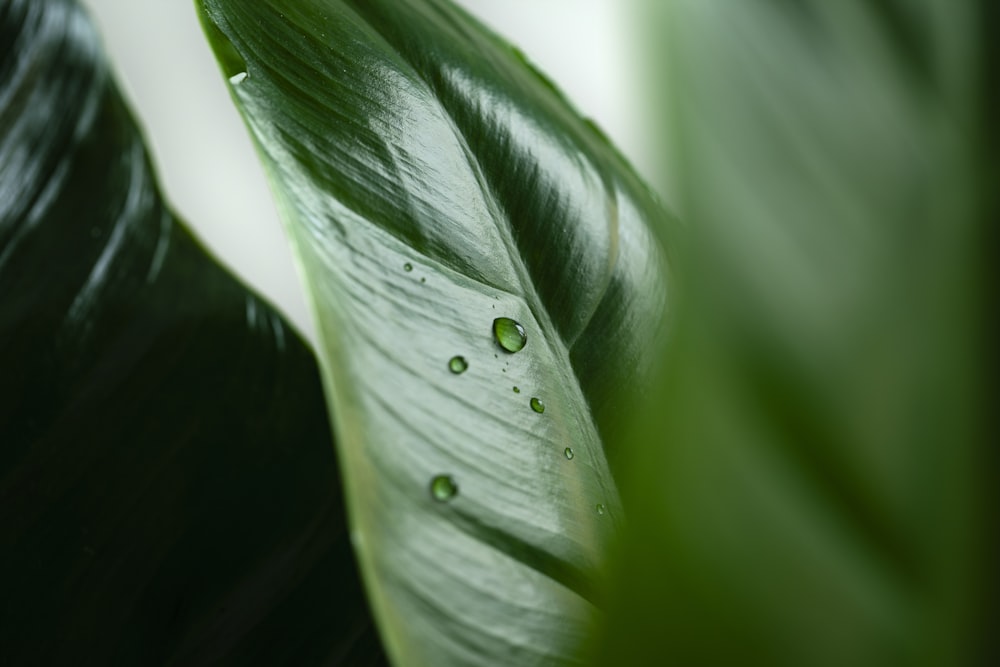 una hoja verde con gotas de agua