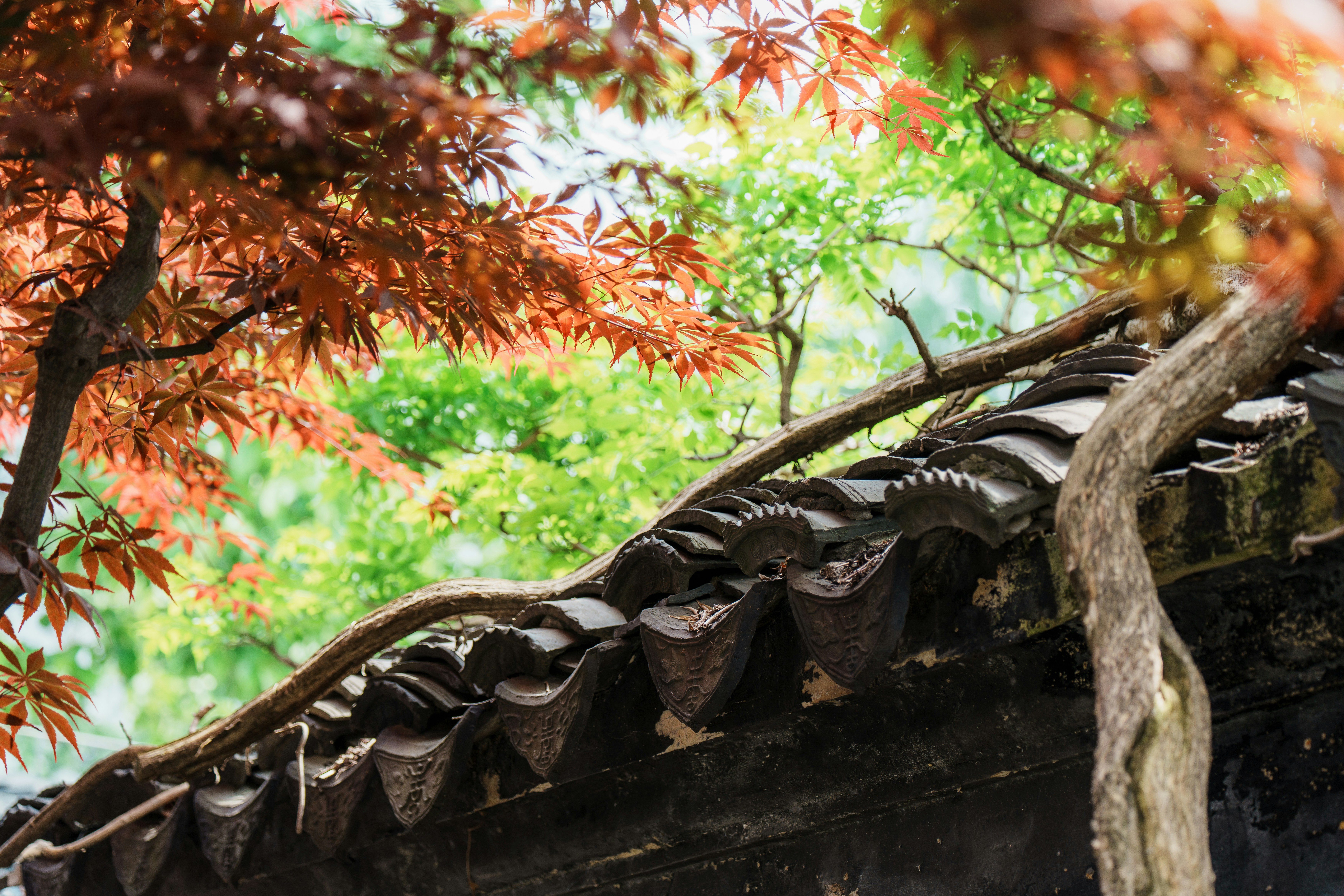 un gros plan d’un toit avec un arbre en arrière-plan
