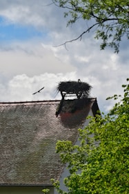 a bird sitting on top of a nest on top of a roof