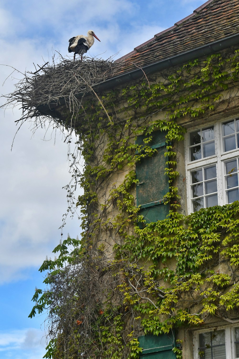 a bird is sitting on top of a building