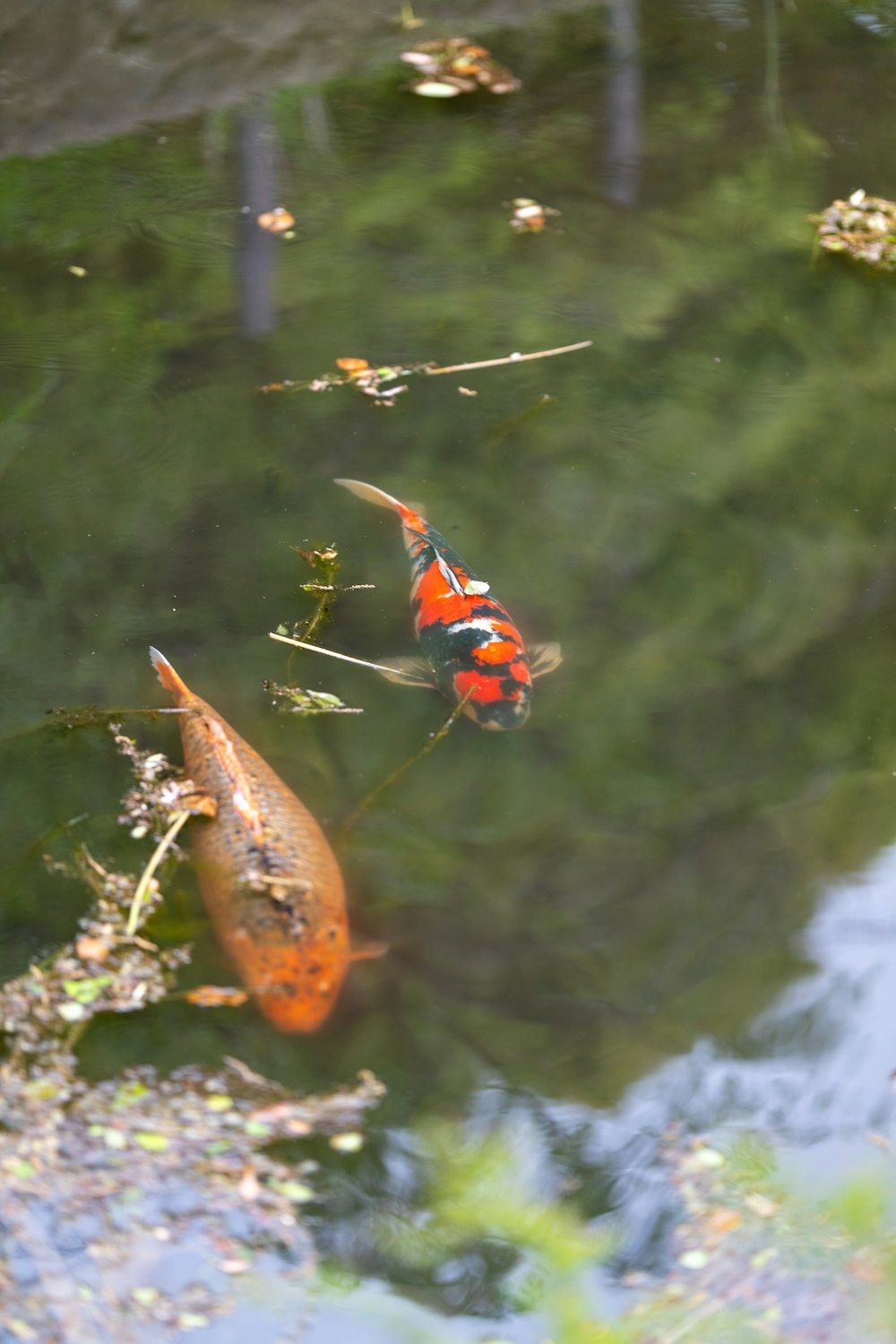 a couple of fish that are in some water