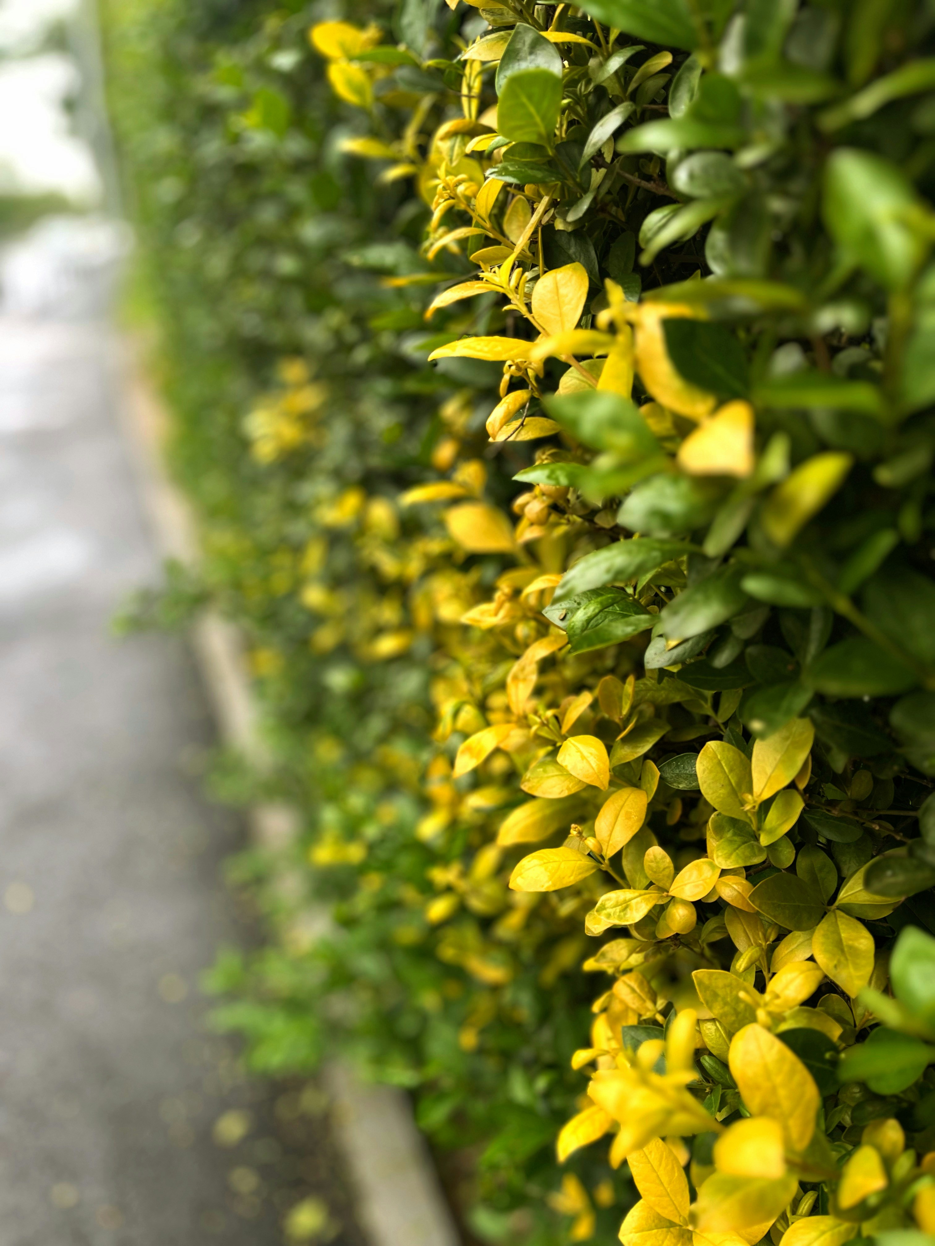 yellow flowers are growing on the side of the road