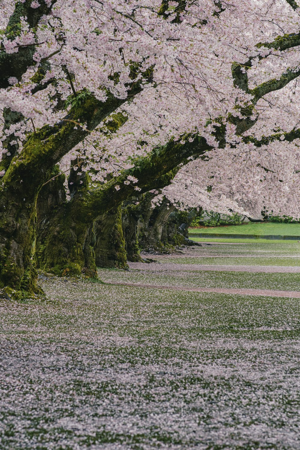 a row of trees with pink flowers on them