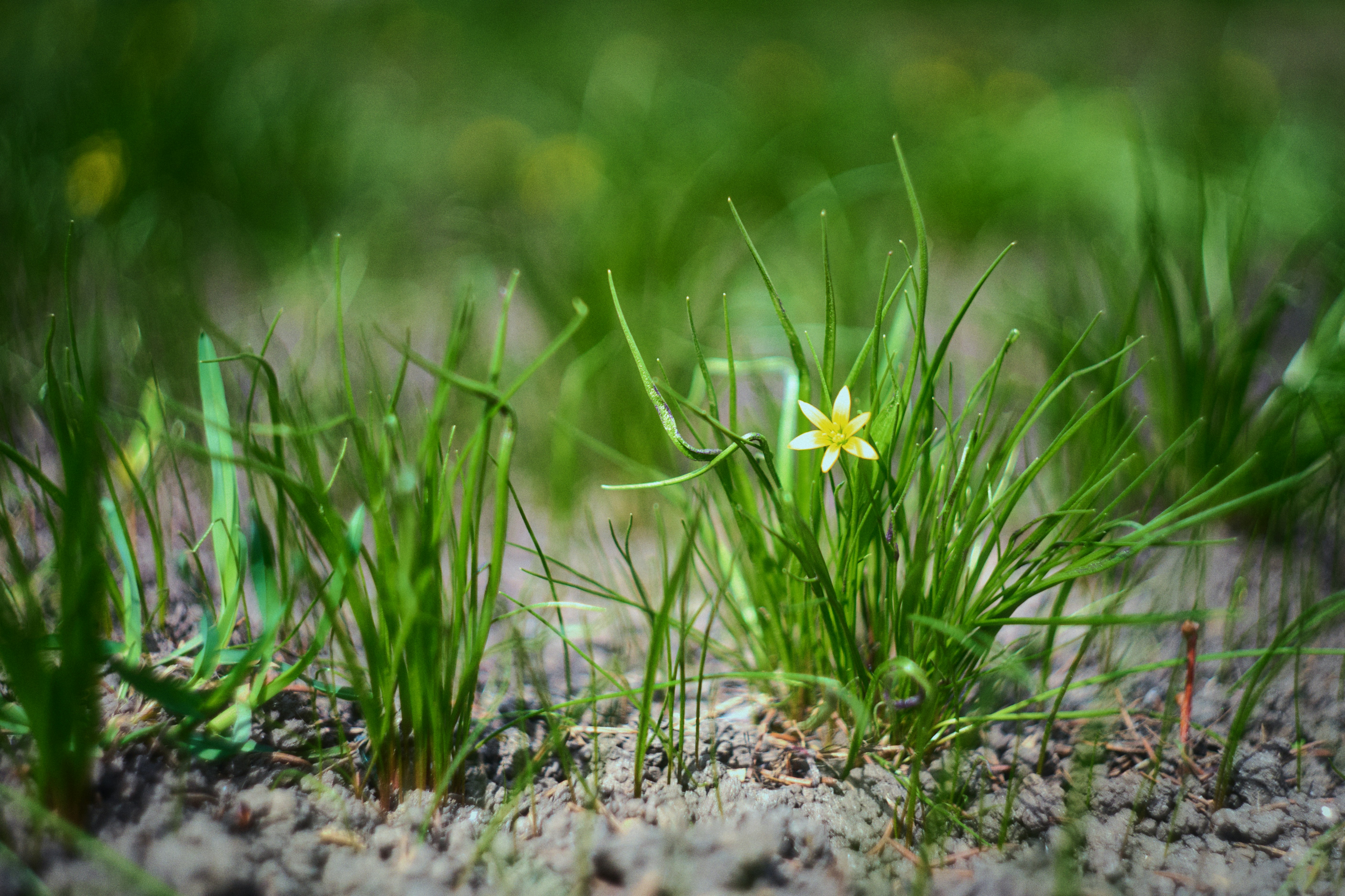 A small yellow flower sitting in the middle of some grass photo – Free ...