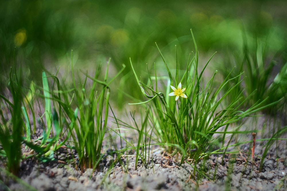 a small yellow flower sitting in the middle of some grass