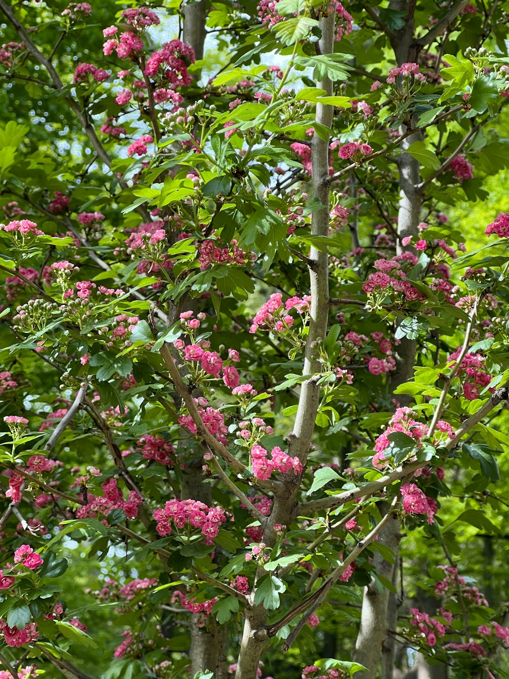 a tree filled with lots of pink flowers