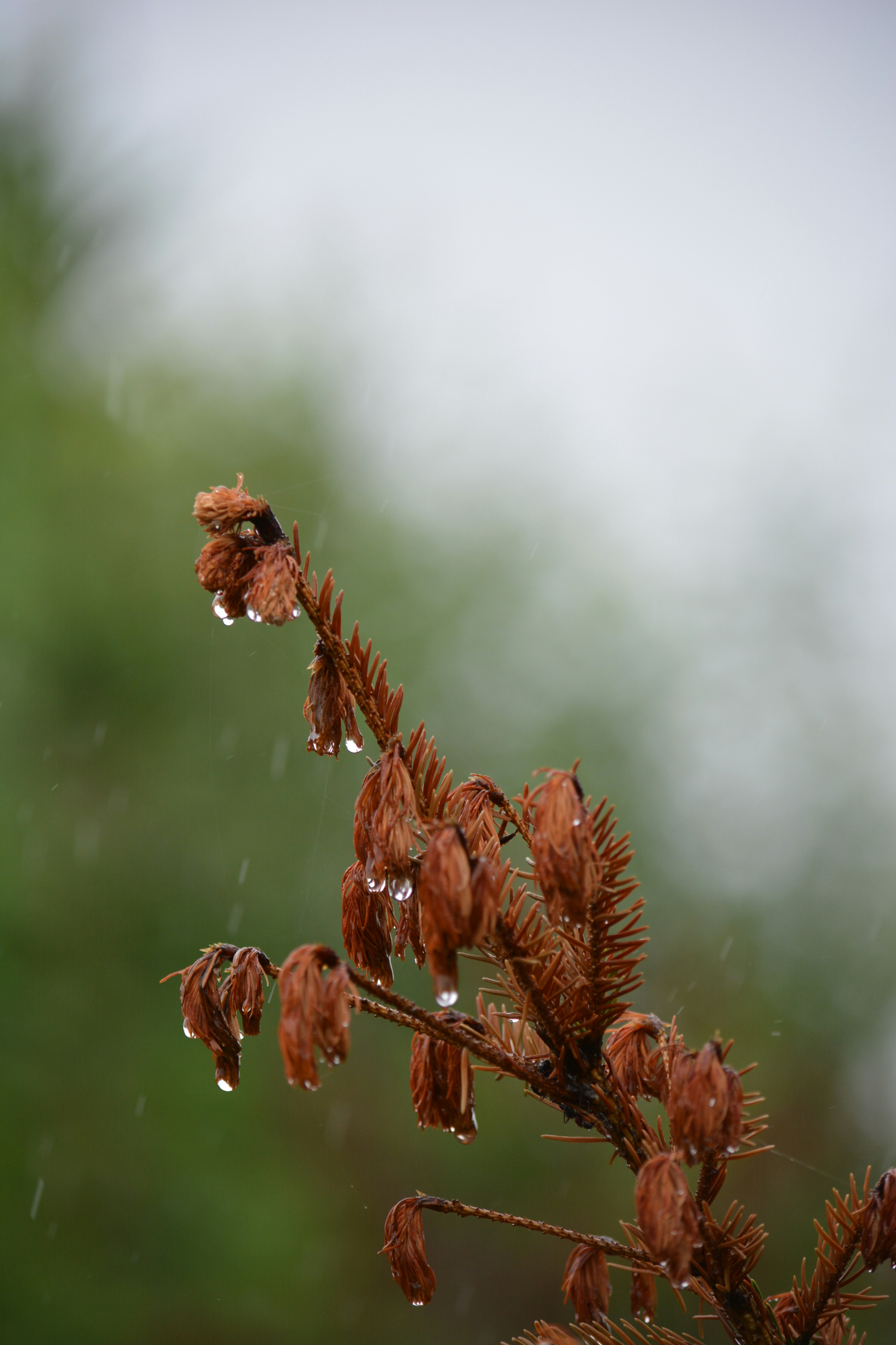 a close up of a plant with drops of water on it