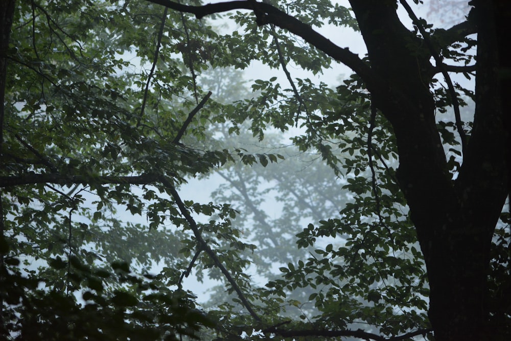 a view of a tree through the leaves of a tree