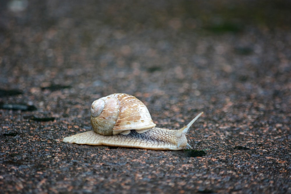 a snail that is sitting on the ground