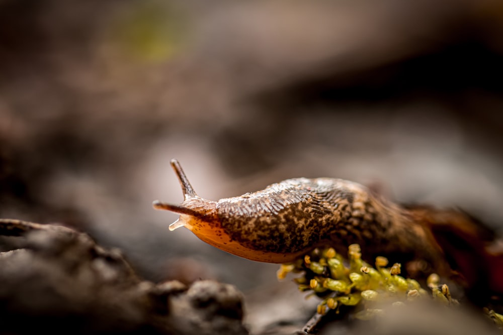 a small snail crawling on a rock