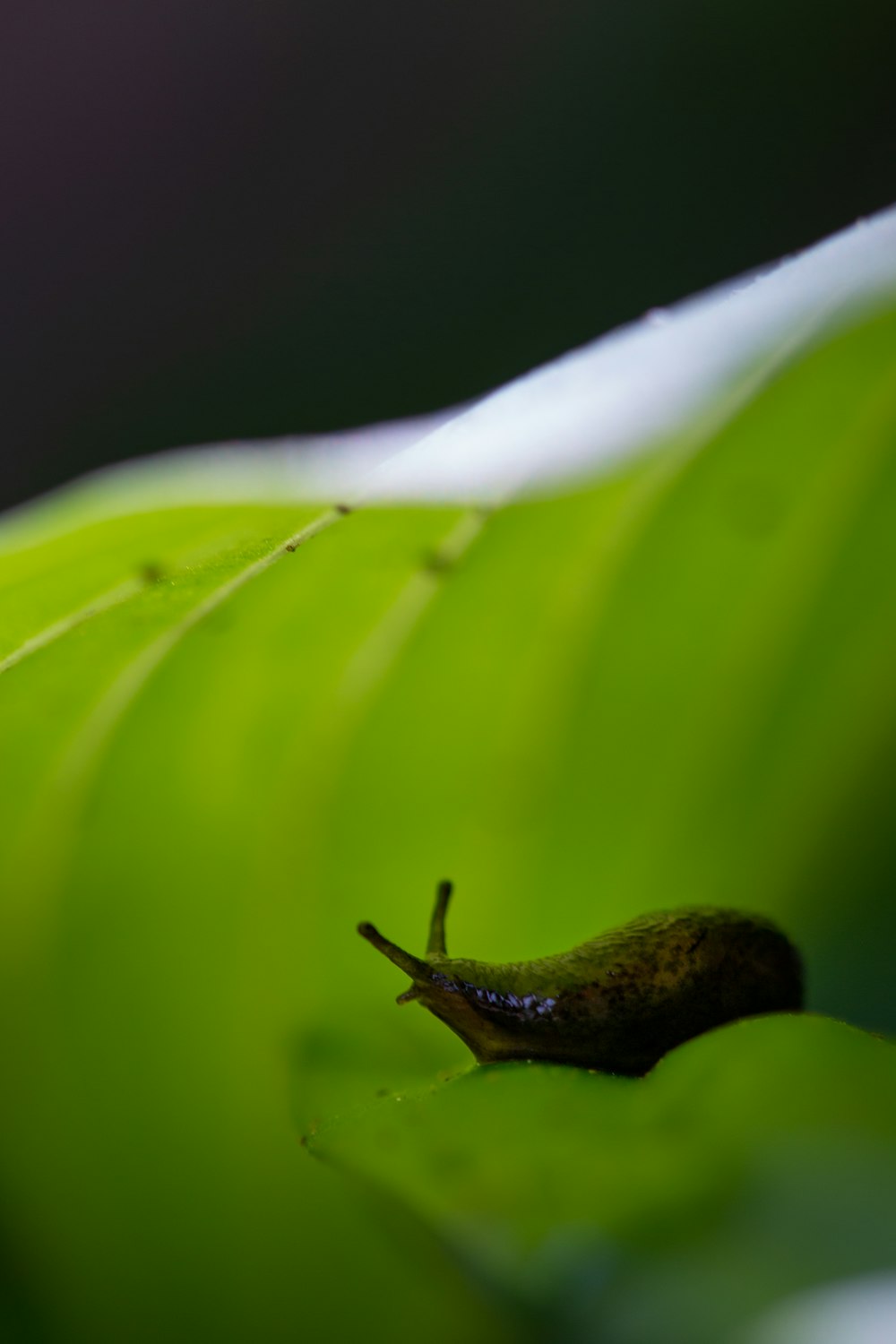 a slug crawling on a green leaf