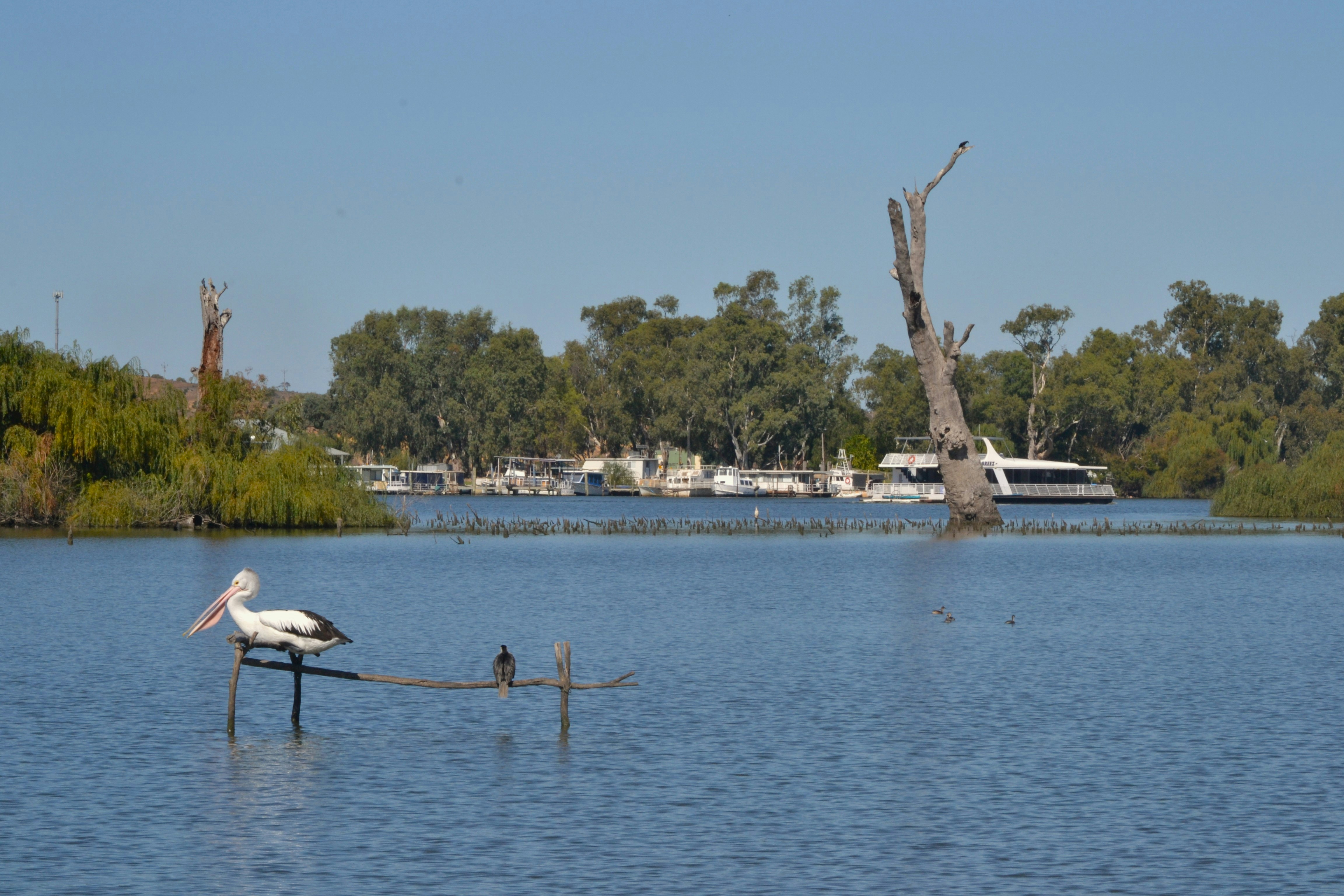 a large bird sitting on top of a pole in the water