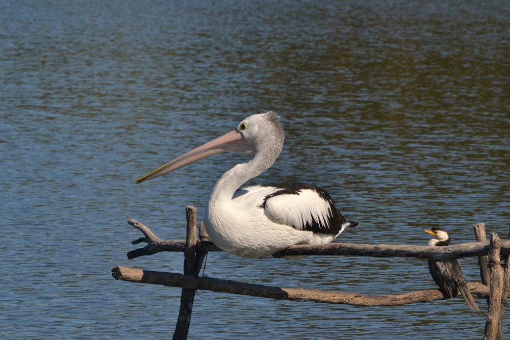 a pelican sitting on a branch in the water