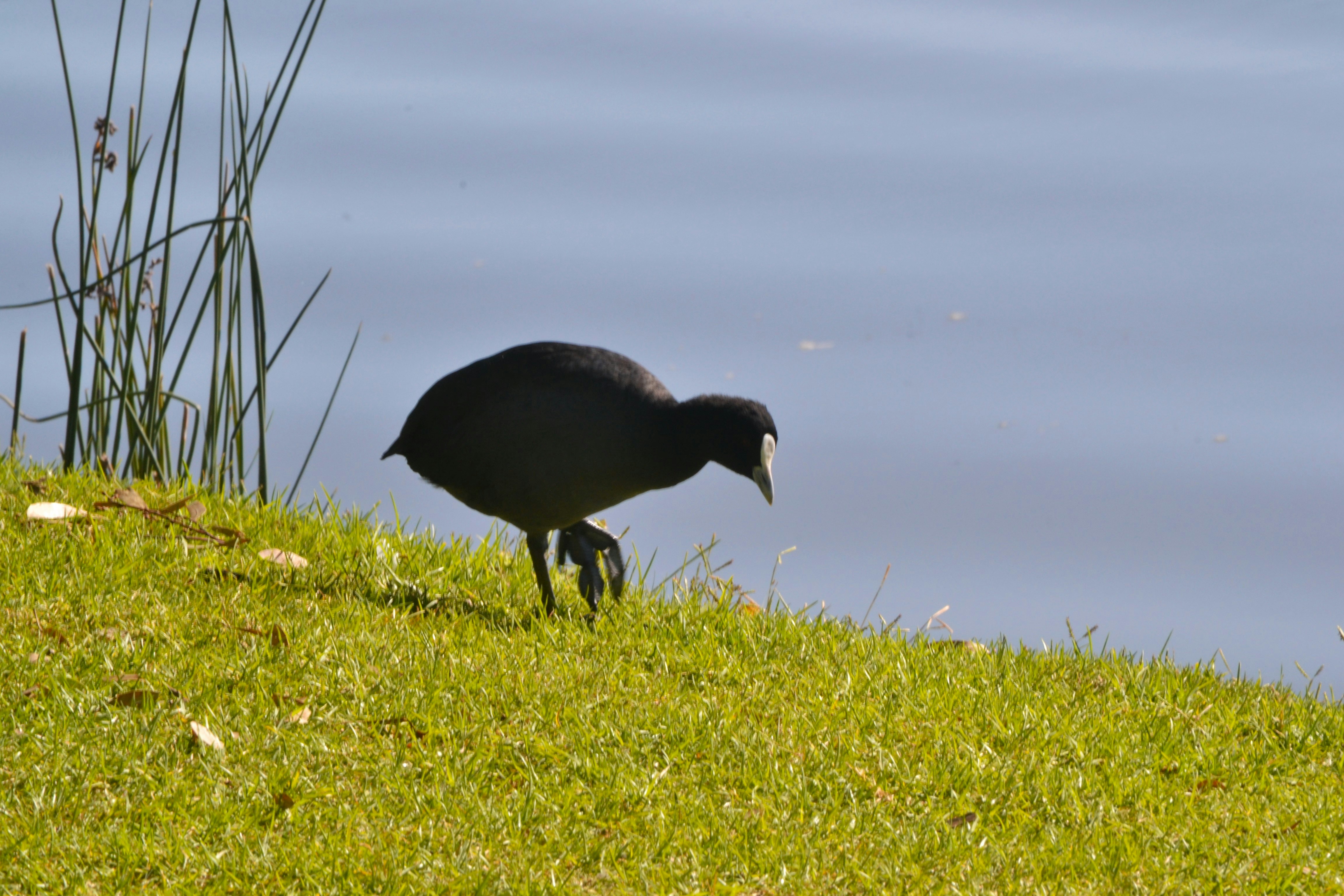 a black bird standing on top of a lush green field
