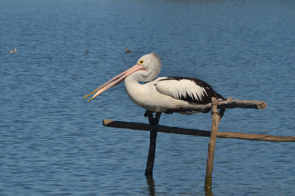 a pelican sitting on a branch in the water